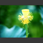 荷花韵8