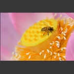 蜂与花