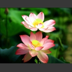 荷花韵6