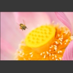 微距小品--蜂与花