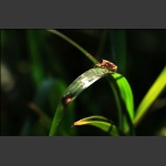 虫虫世界