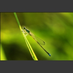 虫虫世界