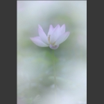 雅