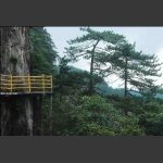 明月黄山松