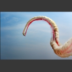 空中芭蕾