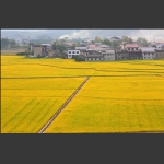 又是一个丰收年