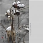 冰雪残荷