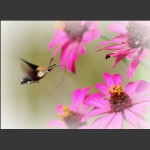 飞进花丛