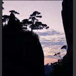 峡谷松涛映霞光