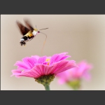 花上舞者
