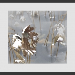 冰雪残荷