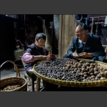 捡茶子