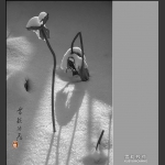 雪韵残荷