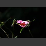 山中野花