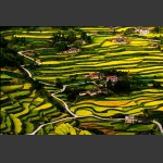 家园-李维跃