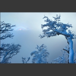 《傲立风雪中》