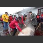 杀年豬组图 三