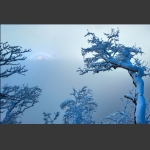 《傲立风雪中》