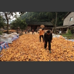 俎图 又是一个丰収年3