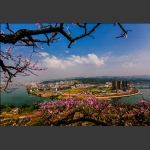 澧水河畔桃花红