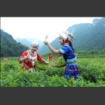 採莓茶 组图 三