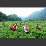 採莓茶 组图 二