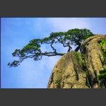 黄山顶上不老松2