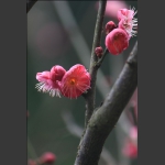 红梅花儿开