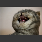 猫咪也会笑