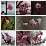 花魁传春