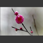 冰清玉洁