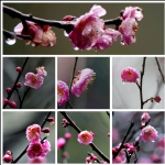 冰清玉洁