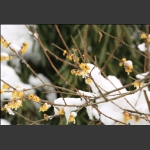 雪融化