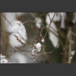 雪融化
