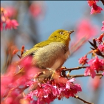 花中精灵