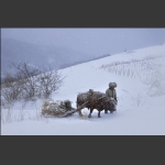 风雪途中