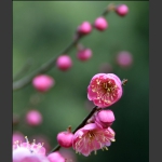梅花香自苦寒来
