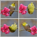 雀依花丛