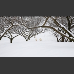 踏雪