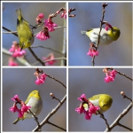 绣眉栖枝