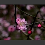 梅花