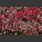 花的板块