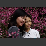 梅花映红姑娘脸