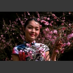 梅花的美