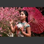 赏梅之三