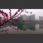 澧水河边春天来（一）