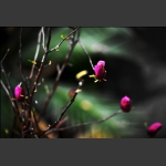玉兰花