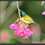 雀栖花枝