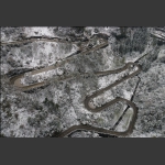 初春的冰雪天路