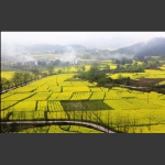 春色满园